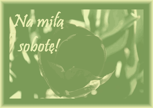 Czerwony kwiat sobota